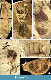 s figure 14