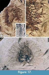 s figure 17