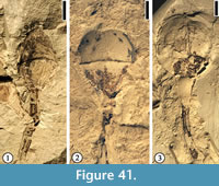 s figure 41