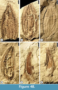 s figure 48