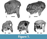 s figure 1