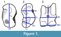 sfigure 1