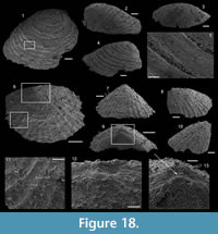 s figure 18