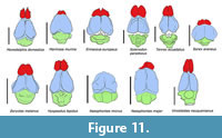 s figure11