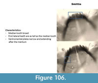 s figure106