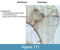 s figure111