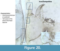 s figure20