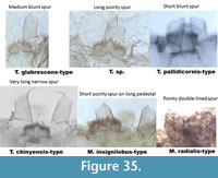 s figure35