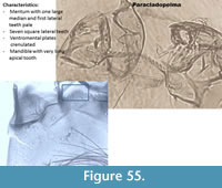 s figure55