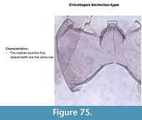 s figure75