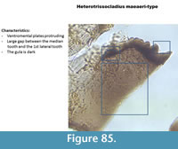 s figure85