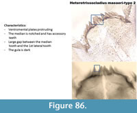 s figure86