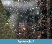 s appendix4