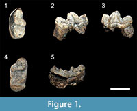 s figure 1