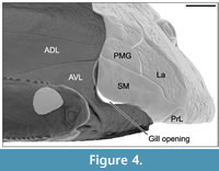 s figure4