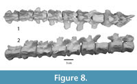 s figure 8