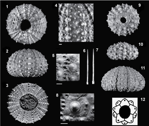 figure6