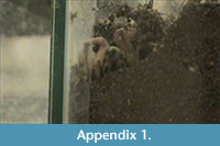 s appendix 1