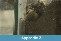 s appendix 2