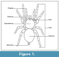 s figure 1