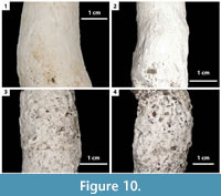 s figure 10