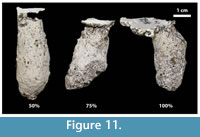 s figure 11