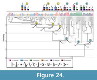 s figure 24