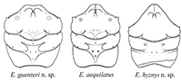 The crab Eodromites