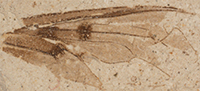 Two new fossil bee flies