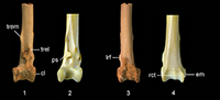 Miocene climbing passerines