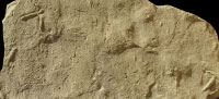 Early Miocene bird footprints