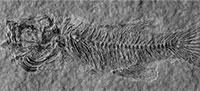 Fossil killifishes from Europe