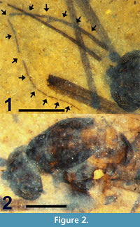 s figure2