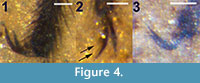 s figure4a