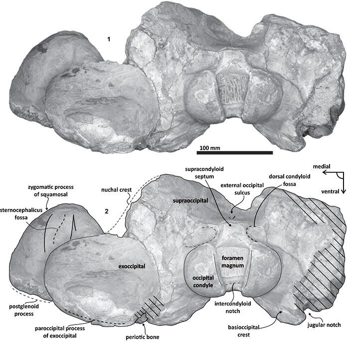 figure6