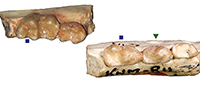 New Kenyan Miocene Carnivora