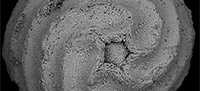 Paratethyan ostracods