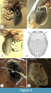 s figure3