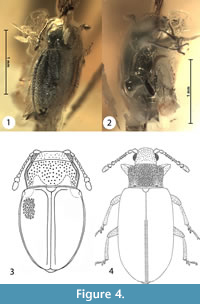 s figure4