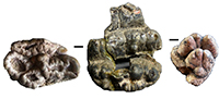 Haritalyangar Proboscideans