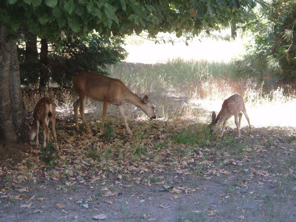 A picture of three deer in Yosemite National Park.