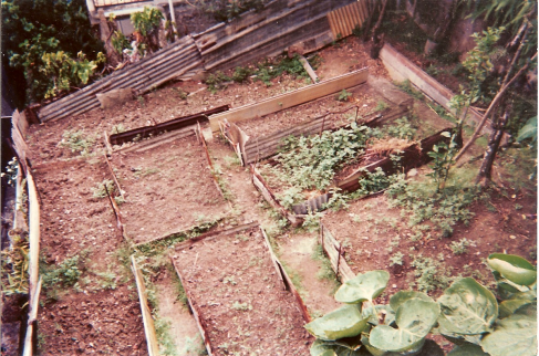 Figure 3. Type de parterre pour la culture des légumes au quartier Trénelle. Ce sont ici des haricots verts et des choux qui sont cultivés sur une surface d’environ 10 m²..