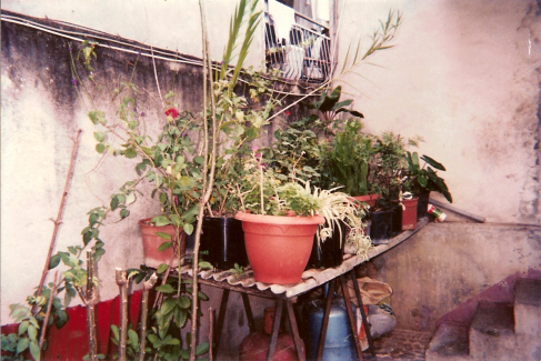 Figure 4. Exemple de petit potager sur tréteaux (hors sol) avec mélanges de plantes médicinales, épices, et quelques ornementales au quartier Trénelle à Fort-de-France
