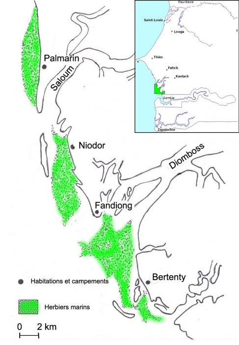 Figure 4. Localisation des herbiers marins au Saloum - Location of seagrasses in Delta du Saloum