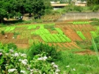 Agriculture urbaine à Yaoundé (Cameroun)