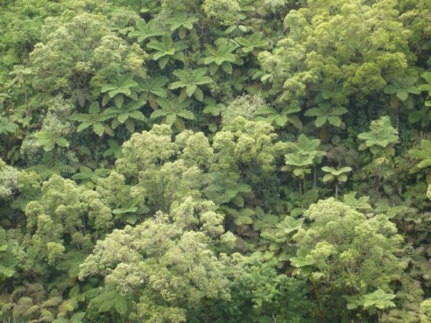 Figure 2. Canopée de forêt ombrophile dominée par l’arbre endémique <em>Weinmannia parviflora </em>(Cunoniaceae<em>)</em> et les fougères arborescentes <em>Cyathea</em><em>spp. </em>