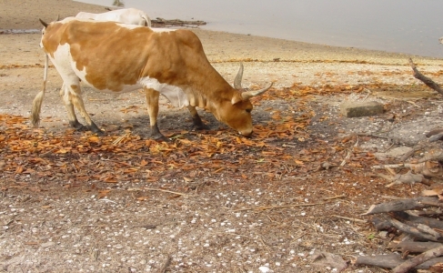Figure 3. Vaches qui broutent des feuilles mortes de mangrove - Cows eating dead leaves of mangrove