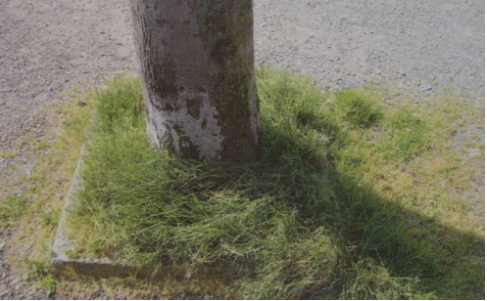 Figure 2. Pied d’arbre colonisé par la végétation, Douarnenezport de plaisance de Tréboul. On remarque que les anciennes bordures délimitant le carré du pied de l’arbre sont toujours présentes, signe de la cohabitation de deux modèles.