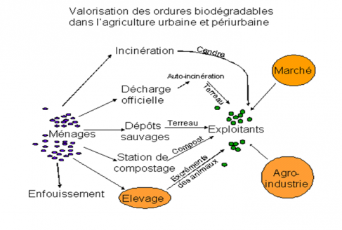 Figure 2. Processus de valorisation des ordures biodégradables dans l’agriculture urbaine et périurbaine