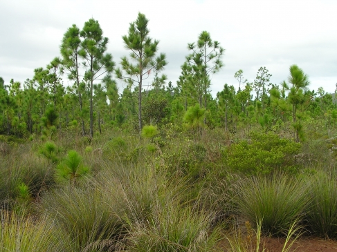 Figure 1. Invasion de <em>Pinus caribaea</em> sur des sols ultramafiques au sud de la Nouvelle-Calédonie